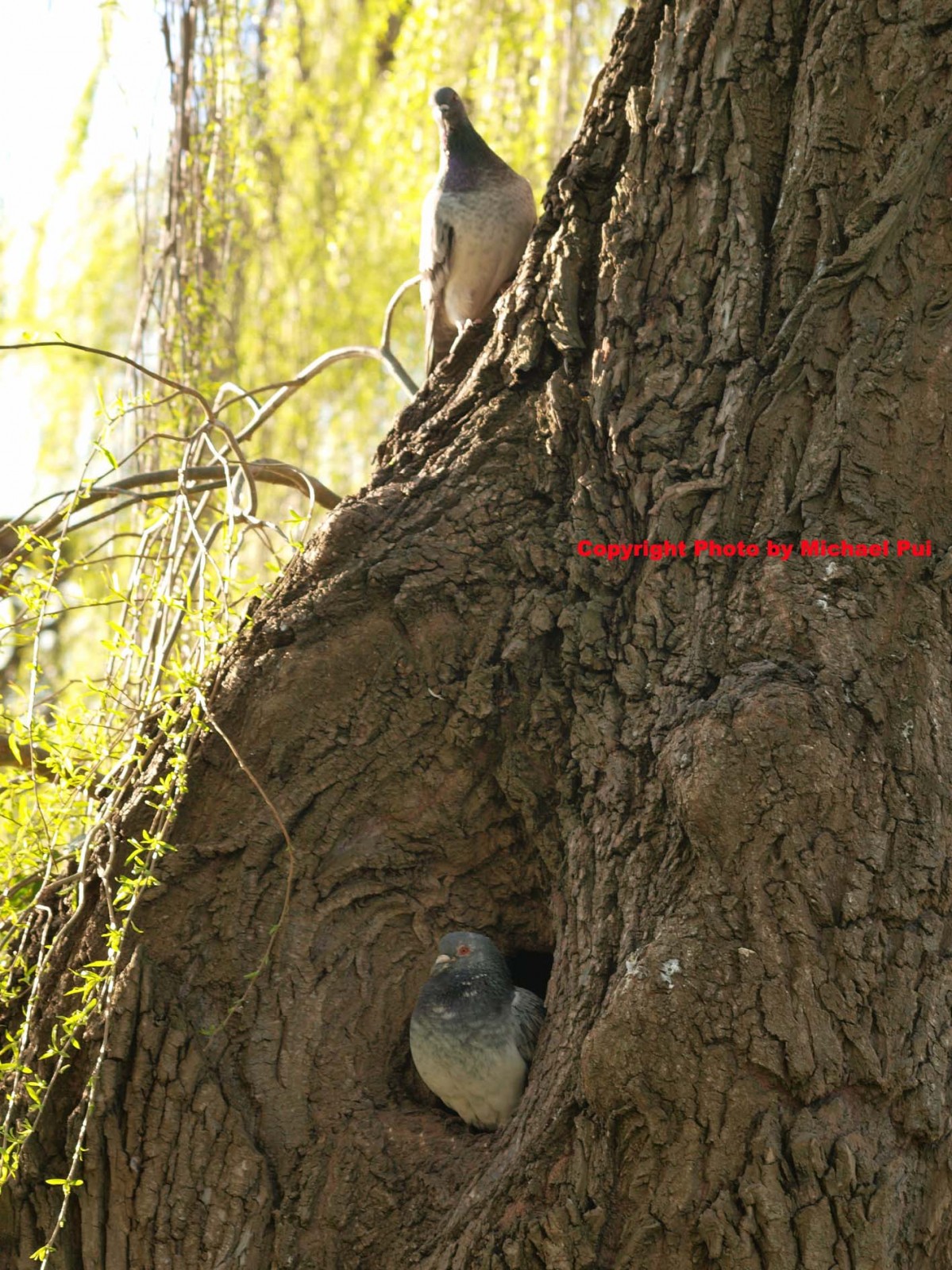 MP140465 T6000+ S1 lores The Common Pigeon Image