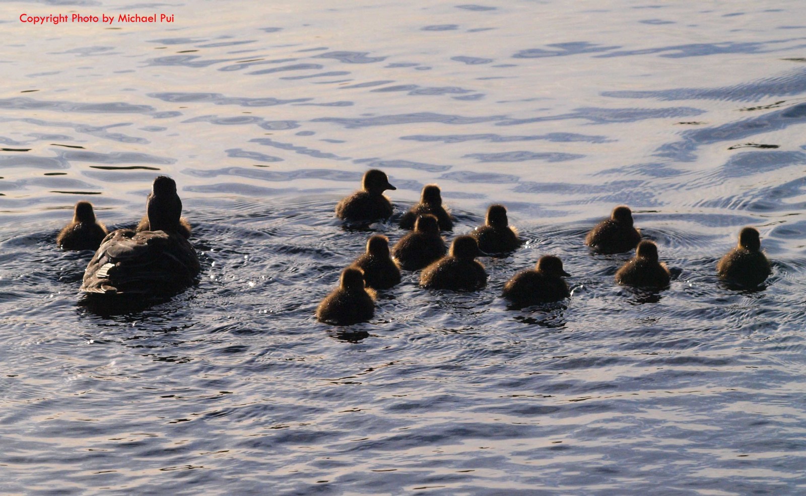 MP241056 crp bc+10 lores Ducks, Geeses & Swans Image