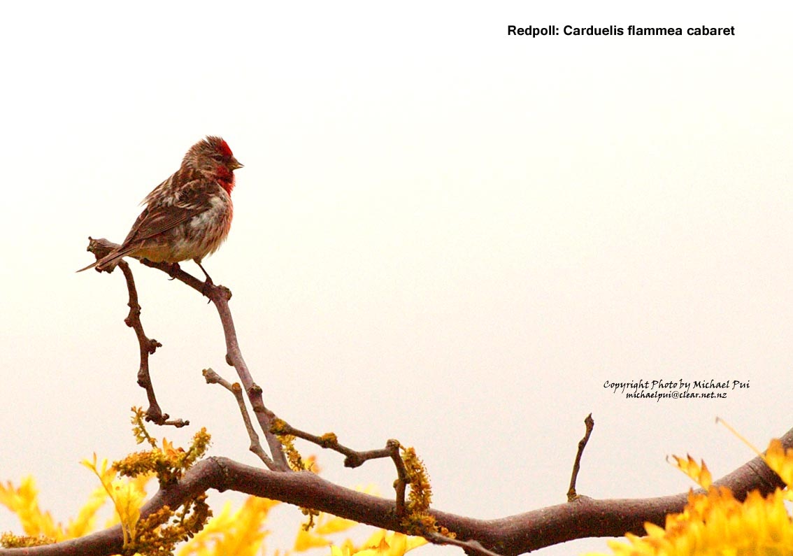 MP296285 crp+adj lores Red Poll: Carduelis Cabaret Image